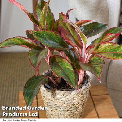 Houseplant Aglaonema Crete - 12cm Potted Plant x 1