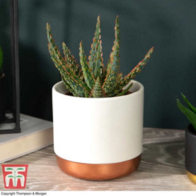 Houseplant Aloe Dannyz 10.5cm Pot x 1