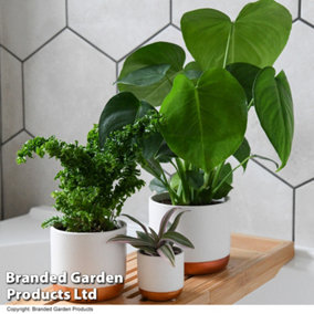 Houseplant Bathroom Collection - 3 Plants