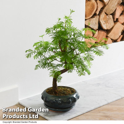 aldi zz plant ZZ Plant 'Zenzi' – Hey Rooted main image 0