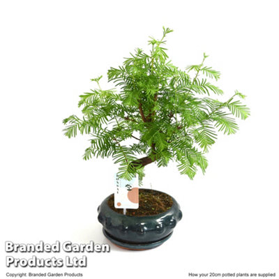 Houseplant Bonsai Metasequoia Pseudolarix S-shape Mix 20cm Pot x 1