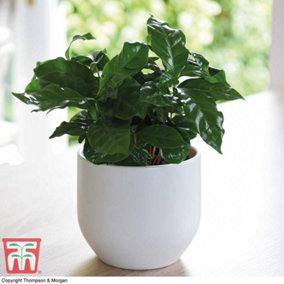 Houseplant Coffea arabica 10.5cm Potted Plant x 1