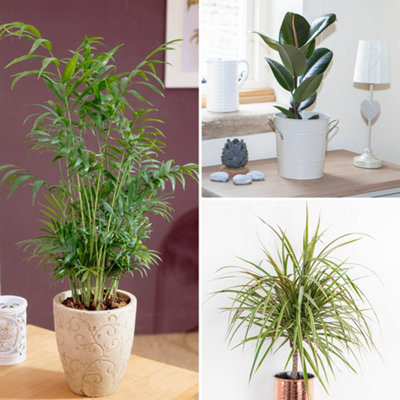 Room Plants Set Di 3 Piante Vere - Schefflera, Chamaedorea E Codiaeum - Vaso 9 Cm - Altezza 20-30 Cm - Piante Da Interno - 4