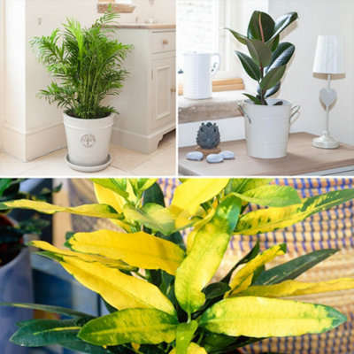 Houseplant Collection x3 in 12cm Pots, Beautiful Evergreen Real Indoor