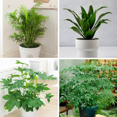 Houseplant Collection x4 in 12cm Pots, Beautiful Evergreen Real Indoor