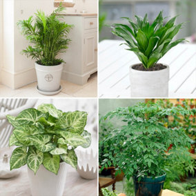 Houseplant Collection x4 in 12cm Pots, Beautiful Evergreen Real Indoor Plants