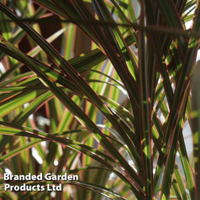 Houseplant Dracaena marginata Bicolor 8.5cm Pot x 1