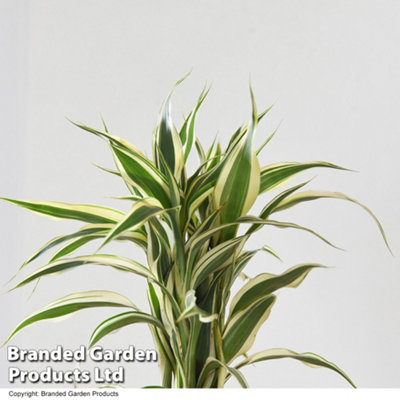 houseplant-dracaena-surculosa-twisted-stem-12cm-potted-plant-x-1