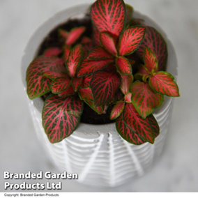 Houseplant Fittonia mosaic Red Tiger 8.5cm Potted Plant x 1