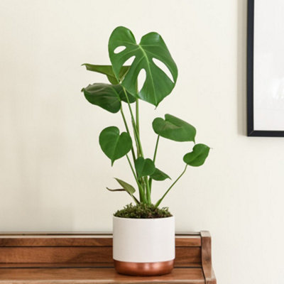 Houseplant Houseplant Monstera Deliciosa (Swiss Cheese Plant) 3 Litre  Potted Plant x 1