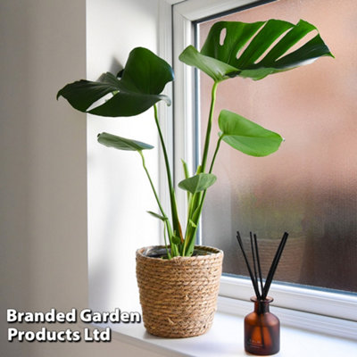 Houseplant Houseplant Monstera Deliciosa (Swiss Cheese Plant) 3 Litre  Potted Plant x 1