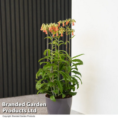 Houseplant Kalanchoe blossfeldiana Lucky Bells 14cm Pot x 1