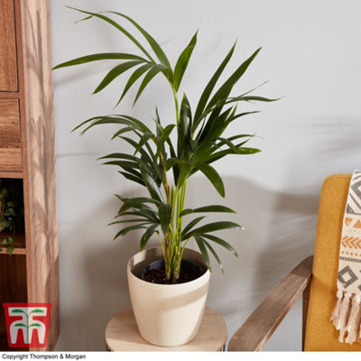 Houseplant Kentia Palm (Howea forsteriana) 17cm Potted Plant x 2 :