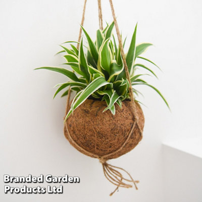 mádnvaló élő lakásdekorácó - a kokedama | Kokedama, Hangng plants