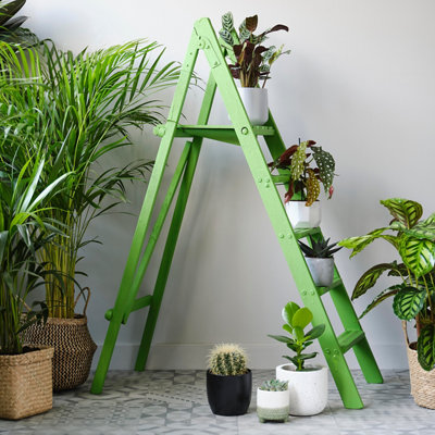 A room with a green painted ladder with houseplants on the ladder steps and potted plants on the floor surrounding the ladder.