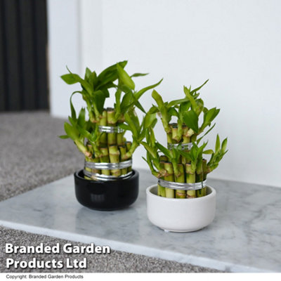 Houseplant 'Lucky Bamboo' Dracaena Sanderiana - 12cm Potted Plant x 1