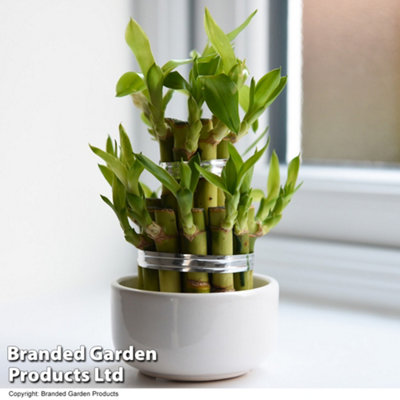 Houseplant 'Lucky Bamboo' Dracaena Sanderiana - 12cm Potted Plant x 1