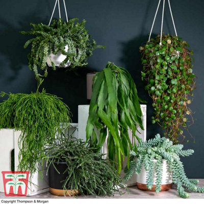 Houseplant Nurserymans Choice Succulent Hanging Basket 14cm Pot x 1
