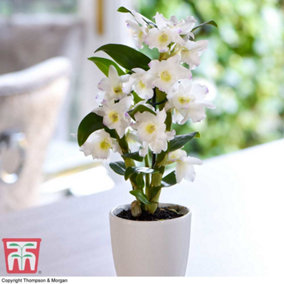 Houseplant Orchid Dendrobium Apollon 12cm Potted Plant x 1