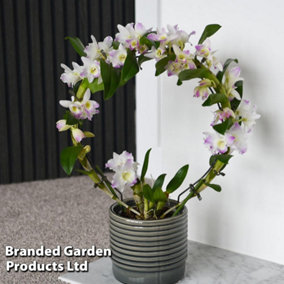 Houseplant Orchid Dendrobium nobile White Arch 12cm Potted Plant x 1