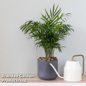 Houseplant - Parlour Palm - Chamaedorea Elegans - 17cm Potted Plant x 1
