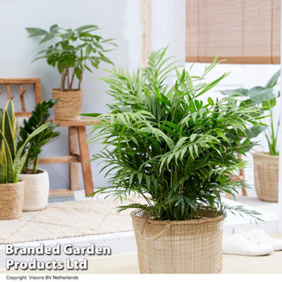 Houseplant - Parlour Palm - Chamaedorea Elegans - 17cm Potted Plant x 1