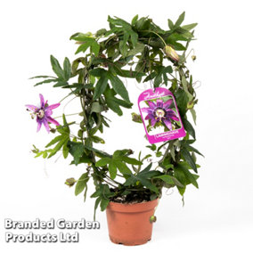 Houseplant Passiflora violacea Hoop 13cm Pot x 1