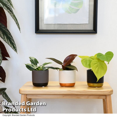 little phil philodendron Little Phil (Philodendron) | Buy Online