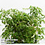 Houseplant Polyscias fruticosa Ming 12cm Pot x 1
