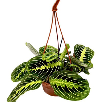 pothos marble queen plant Epipremnum 'Marble Queen' main image 0