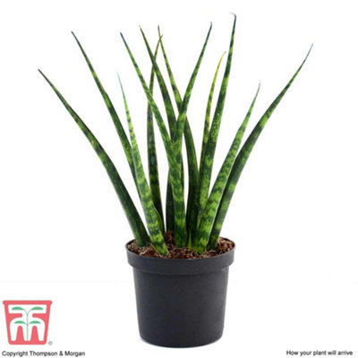 Houseplant - Sansevieria Fernwood - African Spear Plant x 1 (8cm Pot)