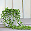 Houseplant - Senecio String of Pearls 9cm x 1+Large Grey-Black Potted Plant x 1