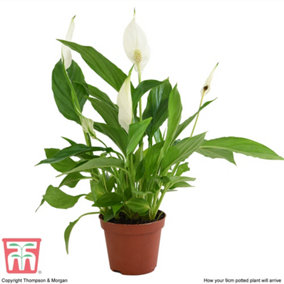 Houseplant Spathiphyllum (Peace Lily) Torelli Air So Pure 9cm Potted Plant x 1