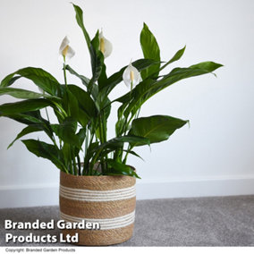 Houseplant Spathiphyllum (Peace Lily) Torelli Air So Pure 9cm Potted Plant x 2