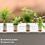 Houseplant Starter Green Mix 6cm Pot x 1 (Height 20cm)