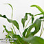 Houseplant Starter Green Mix 6cm Pot x 1 (Height 20cm)