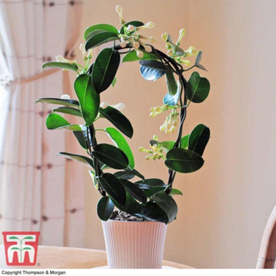 Houseplant Stephanotis Floribunda On A Hoop 12cm Potted Plant x 2 :