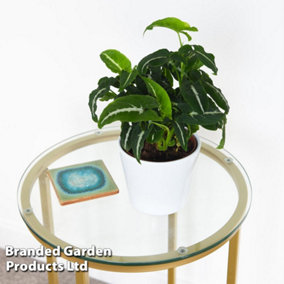 Houseplant Syngonium wendlandii 12cm Pot x 1