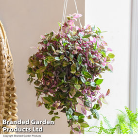 Houseplant Tradescantia Tricolor Hanging Basket 14cm x 1