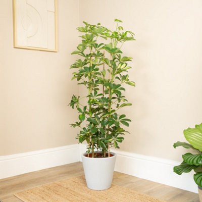 houseplant-umbrella-tree-gold-
