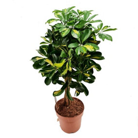 Houseplant - Umbrella Tree - Gold Capella - 21 cm (Multiple Stakes) Pot - 90-110cm Tall - Schefflera Arboricola - Indoor Plant