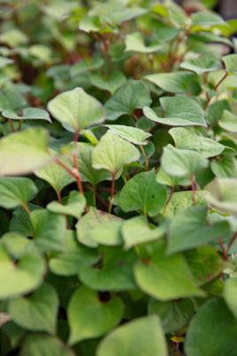 Houttuynia cordata 'Plena' - 7cm Plug - Marginal Aquatic Pond Plant