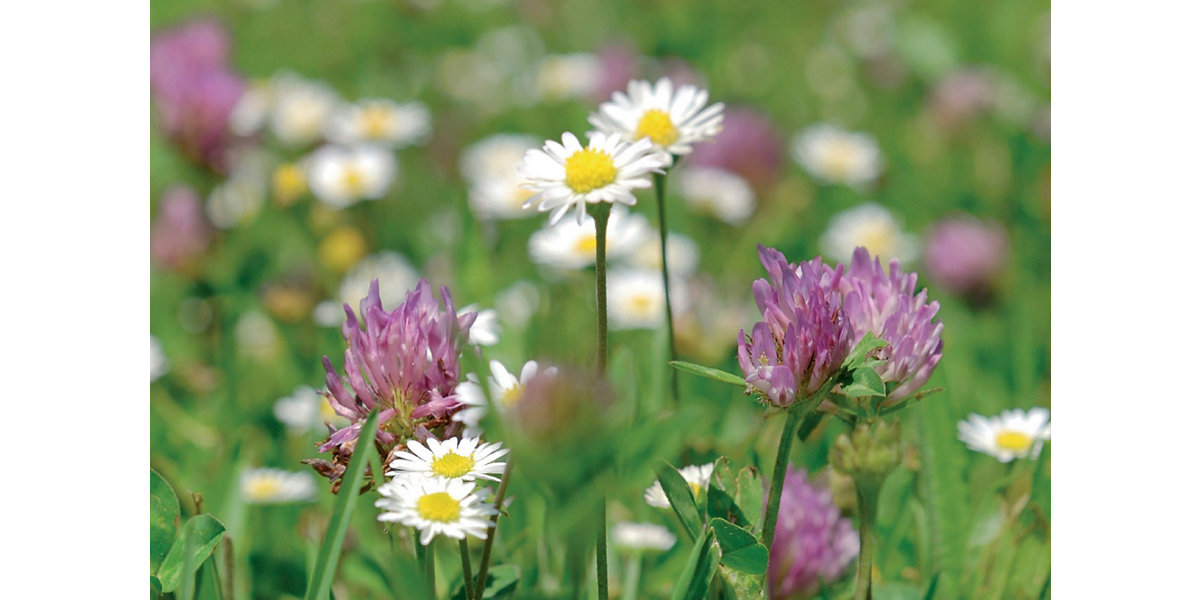 The Solar Wax Melter - Wildflower Meadows