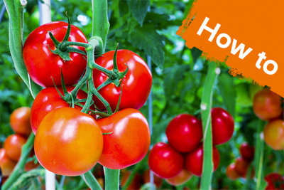 How To Grow Tomatoes | Outdoor & Garden | B&Q