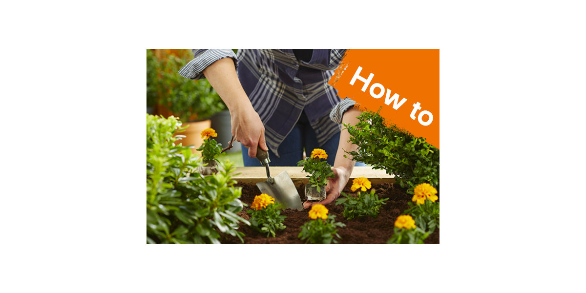 How to plant bedding plants in beds & borders Outdoor & Garden B&Q