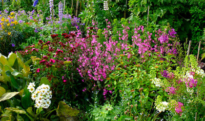 A variety of different plants, trees and flowers planted close together in a garden.