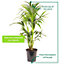 Howea forsteriana - Indoor House Plant for Home Office, Kitchen, Living Room - Potted Houseplant (120-140cm)