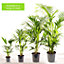 Howea forsteriana - Indoor House Plant for Home Office, Kitchen, Living Room - Potted Houseplant (120-140cm)
