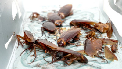 Hoy Hoy Trap A Insect Cockroach Monitoring Trap Box of 5