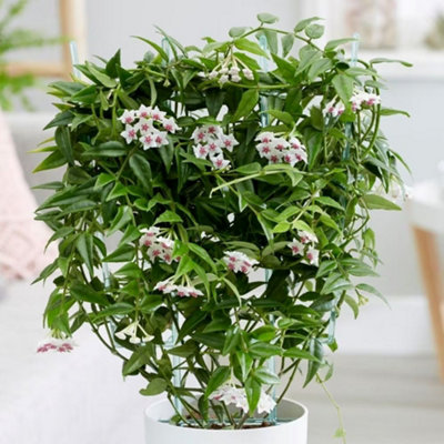 Hoya Lanceolata Subsp. Bella Beautiful Wax Plant Or Wax Flower 12cm Pot  45cm Tall Flowering House Plants